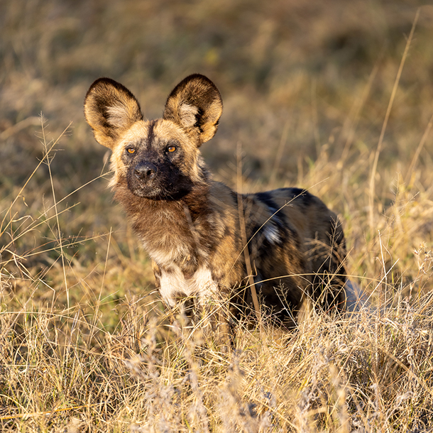 African painted dog in Botswana